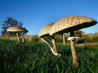 丛野蘑菇摄影壁纸