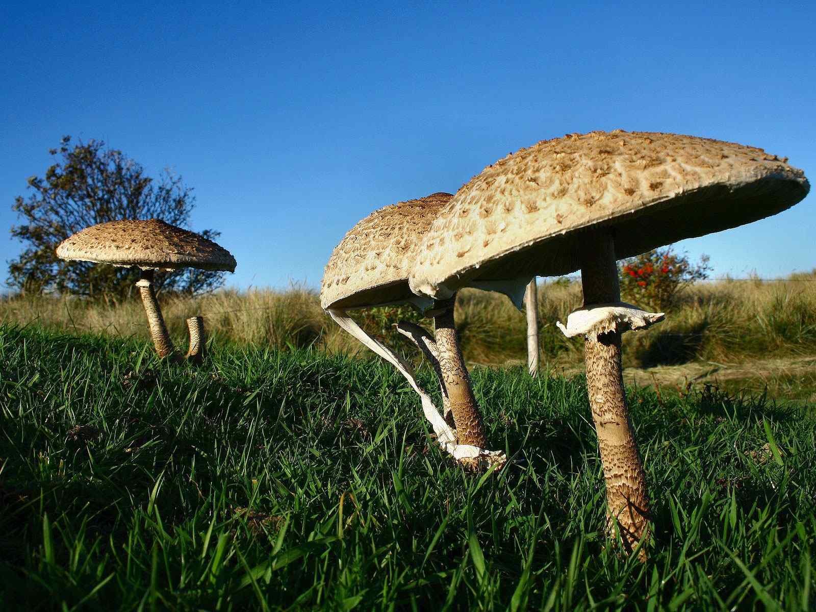 丛野蘑菇摄影壁纸