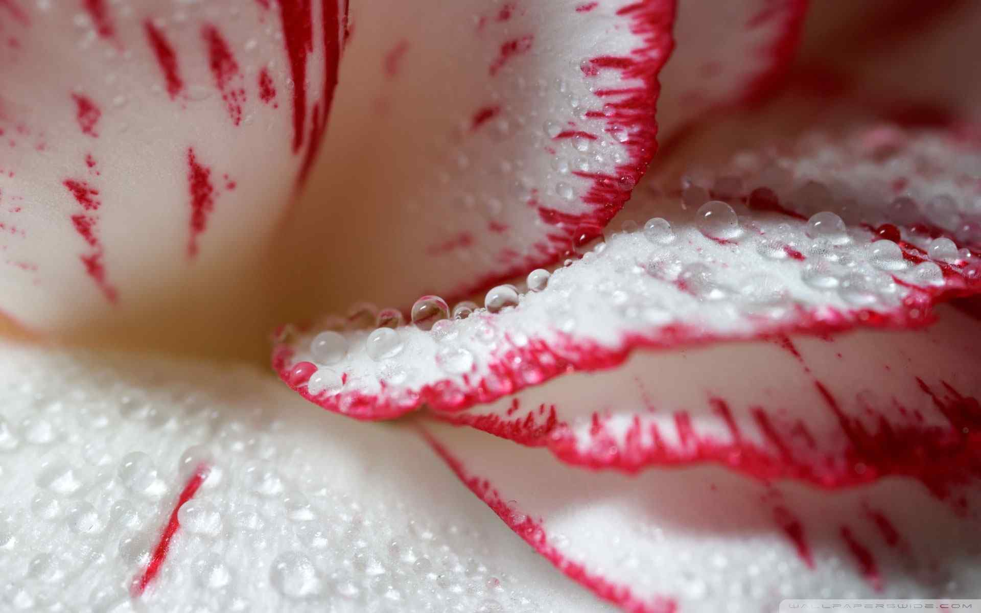 水珠花卉精美壁纸