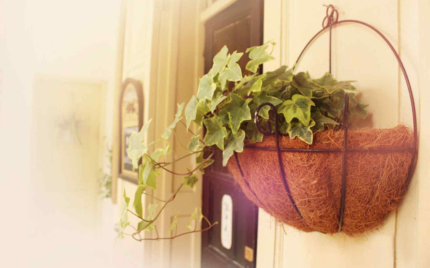 挂篮植物精美摄影壁纸