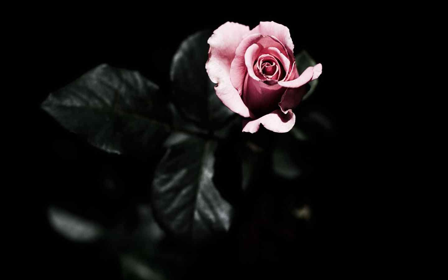 暗香玫瑰摄影壁纸