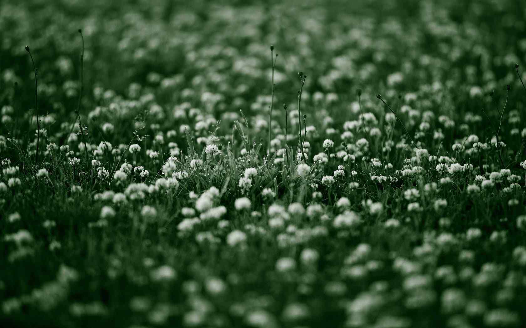 绿丛白花摄影壁纸