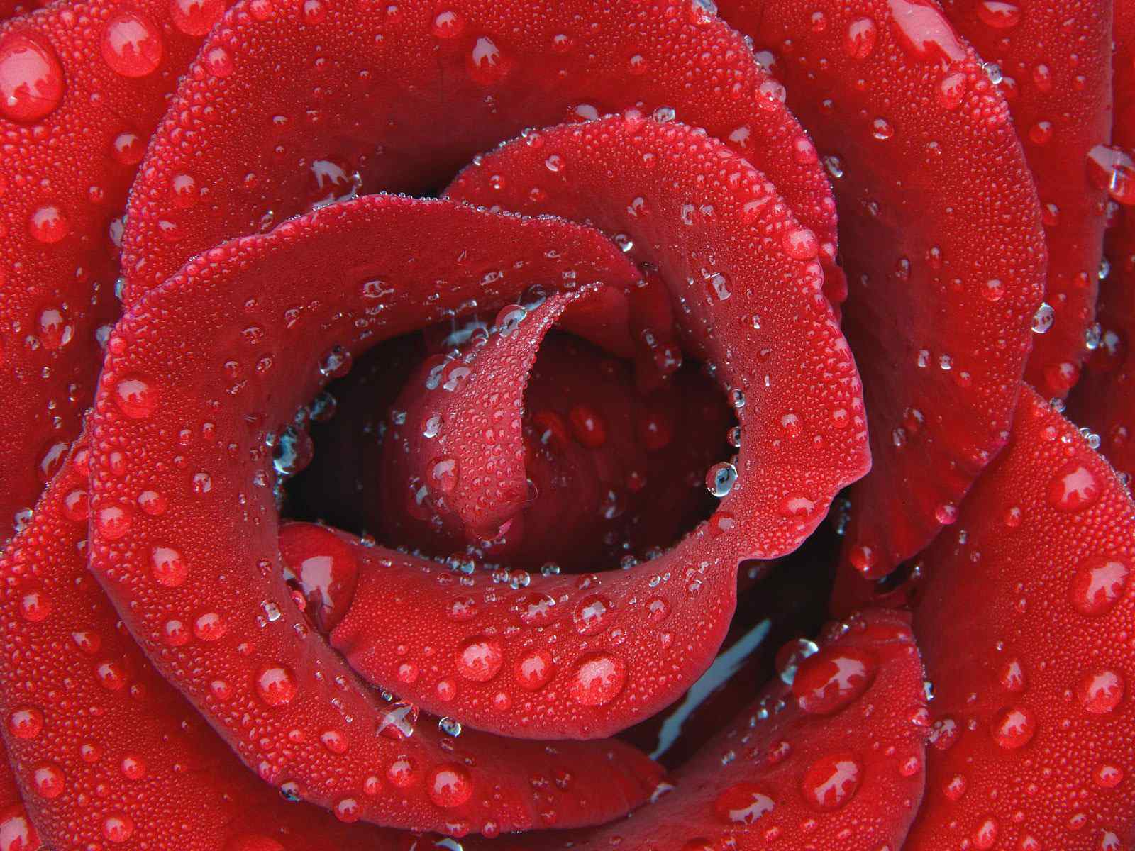 雨露玫瑰摄影壁纸