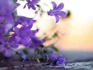 精美紫花摄影壁纸