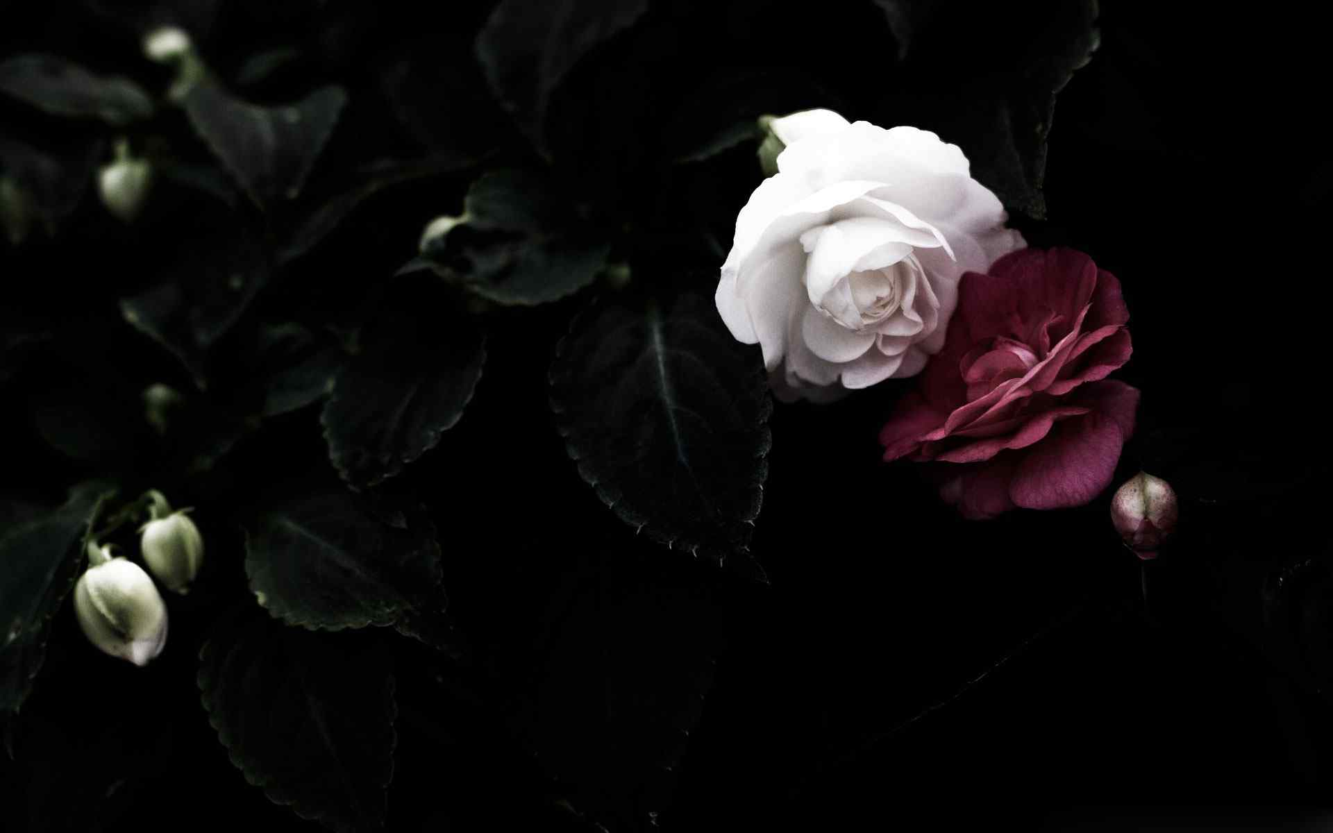 花蕾玫瑰摄影壁纸