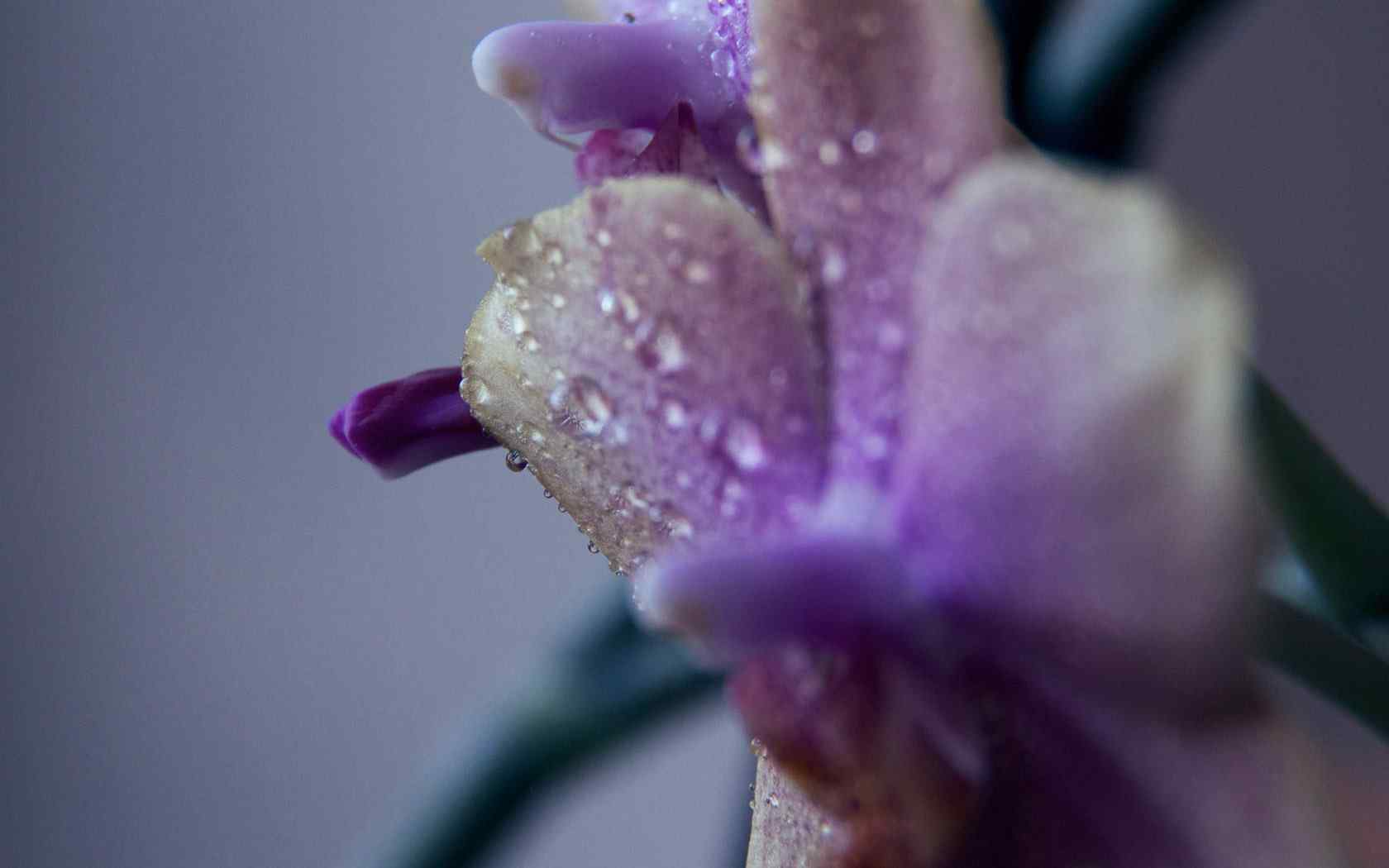 水珠花卉摄影壁纸