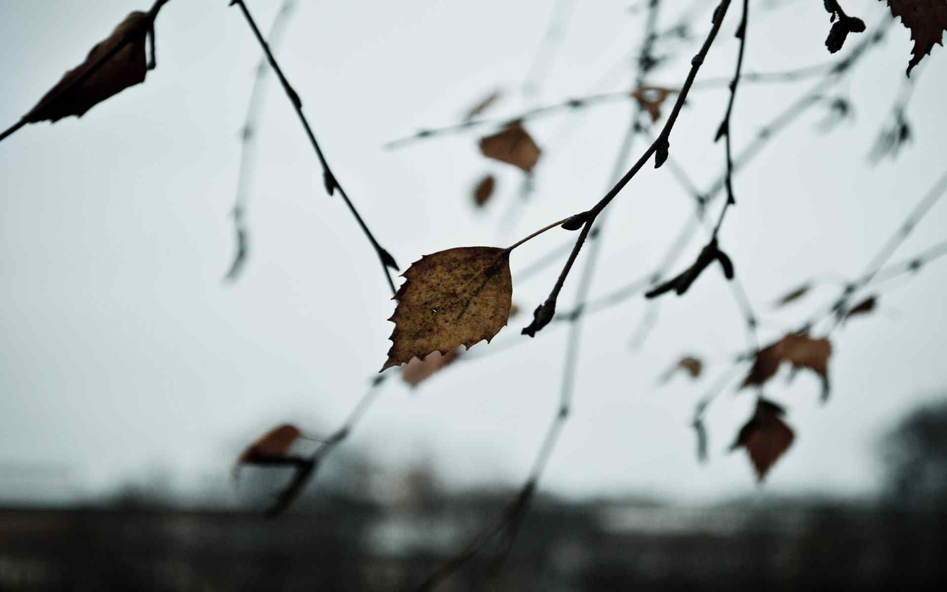 秋季枝叶摄影壁纸