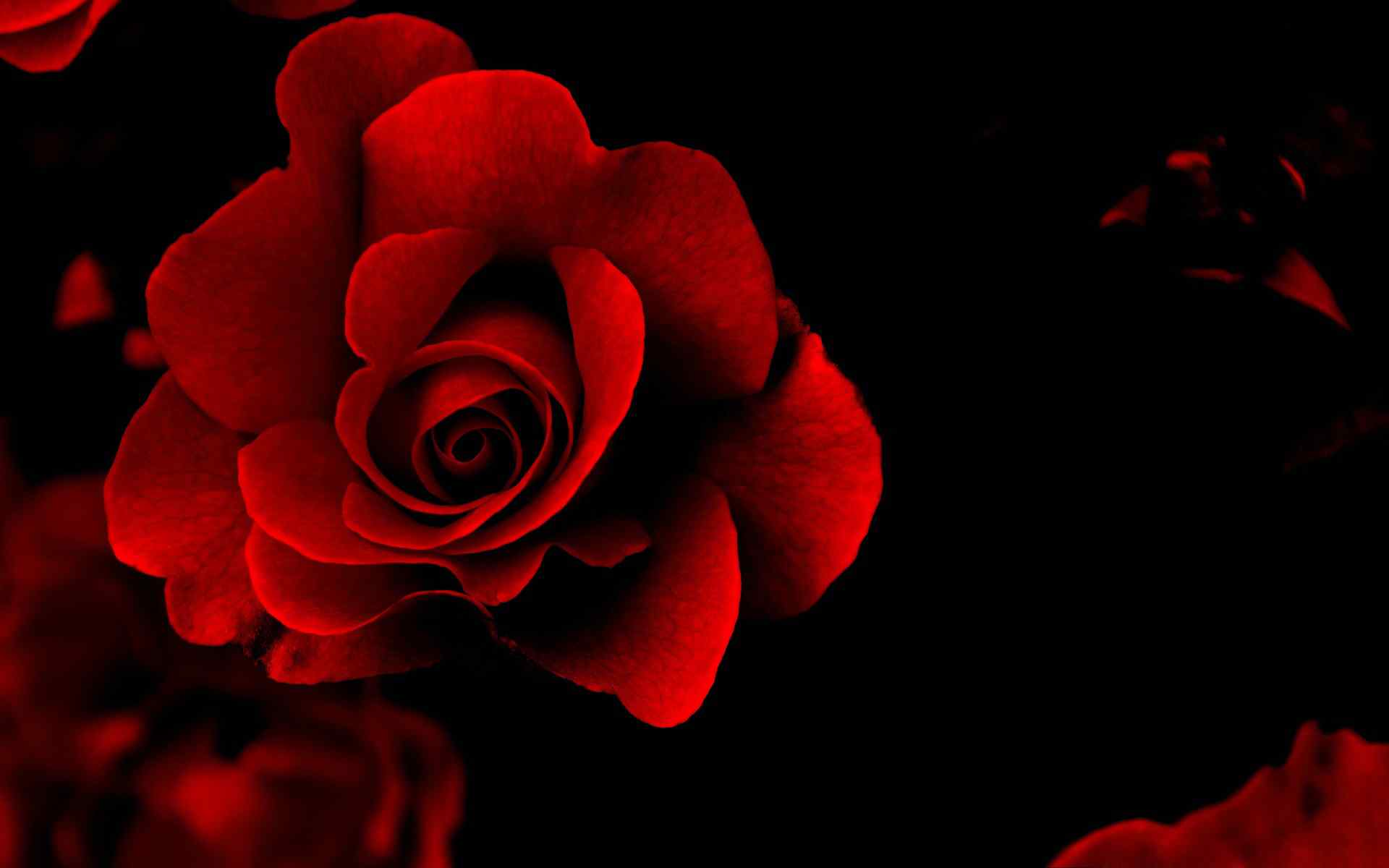 夜色红玫瑰壁纸