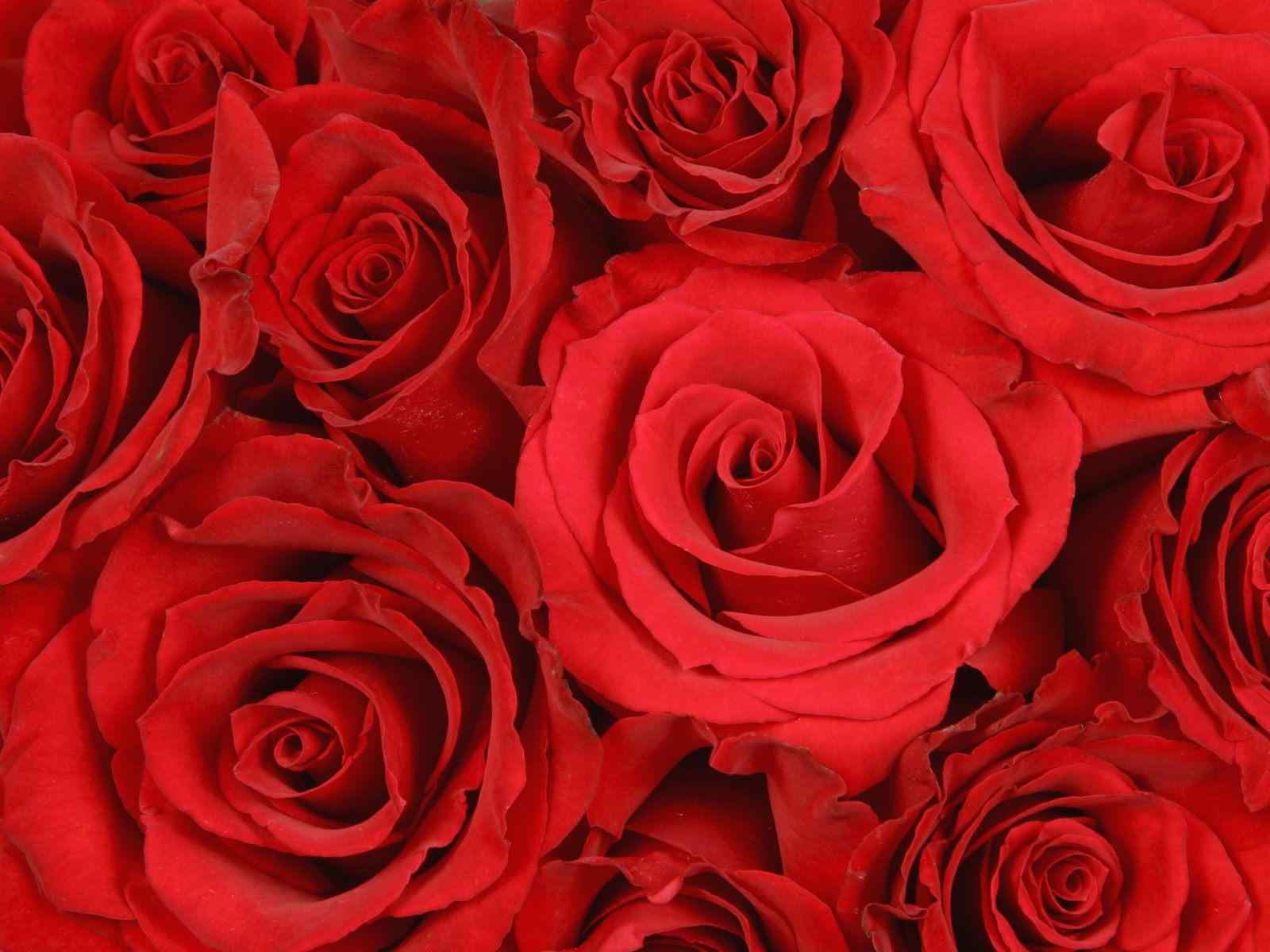红色玫瑰花摄影壁纸