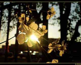 日落花朵摄影壁纸