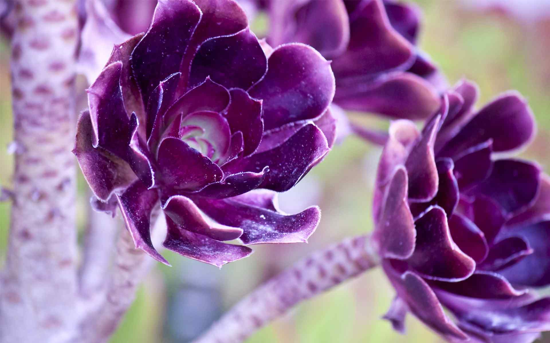 精选紫罗兰花卉壁纸