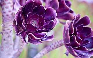 精选紫罗兰花卉壁