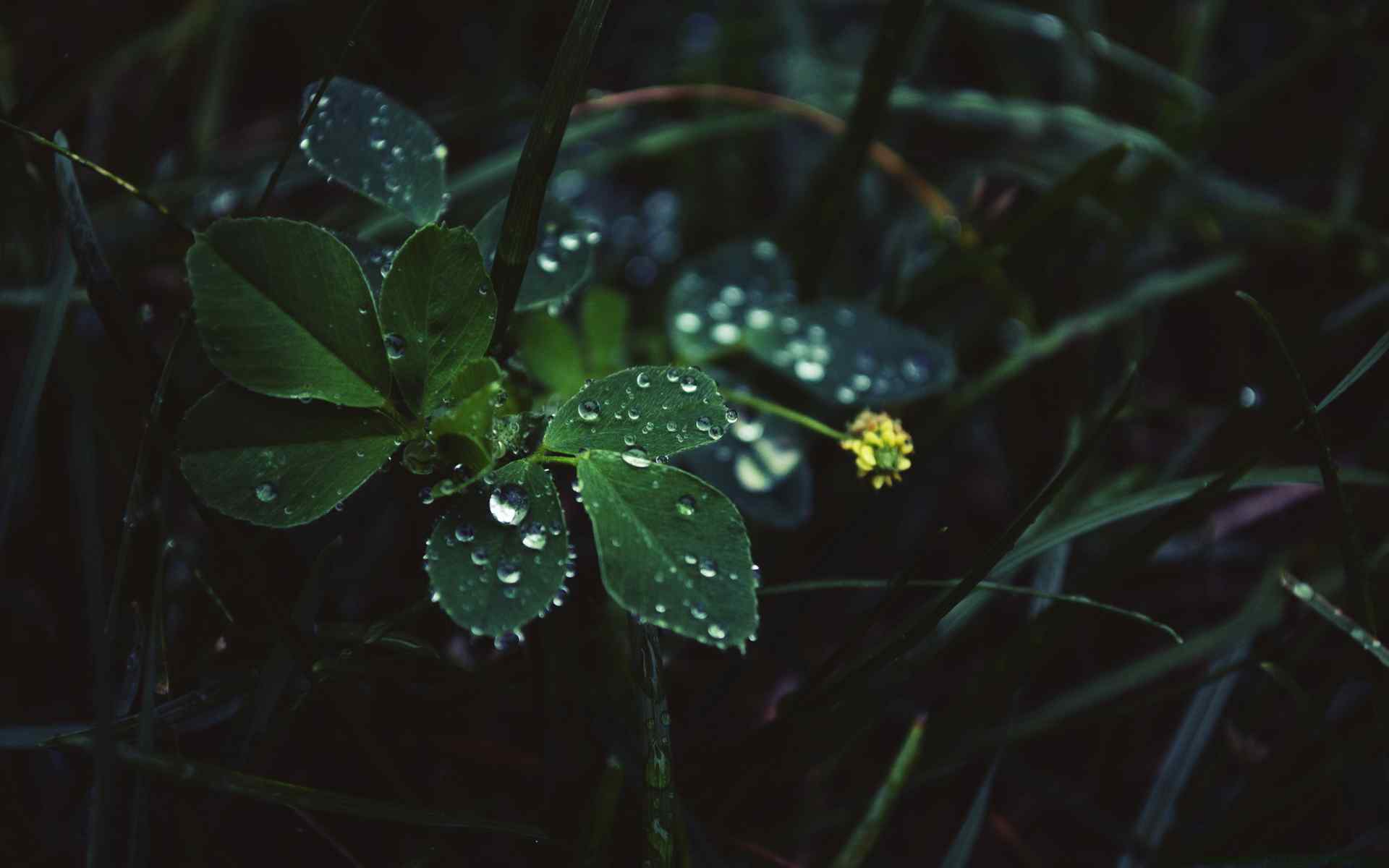 雨后绿叶摄影壁纸