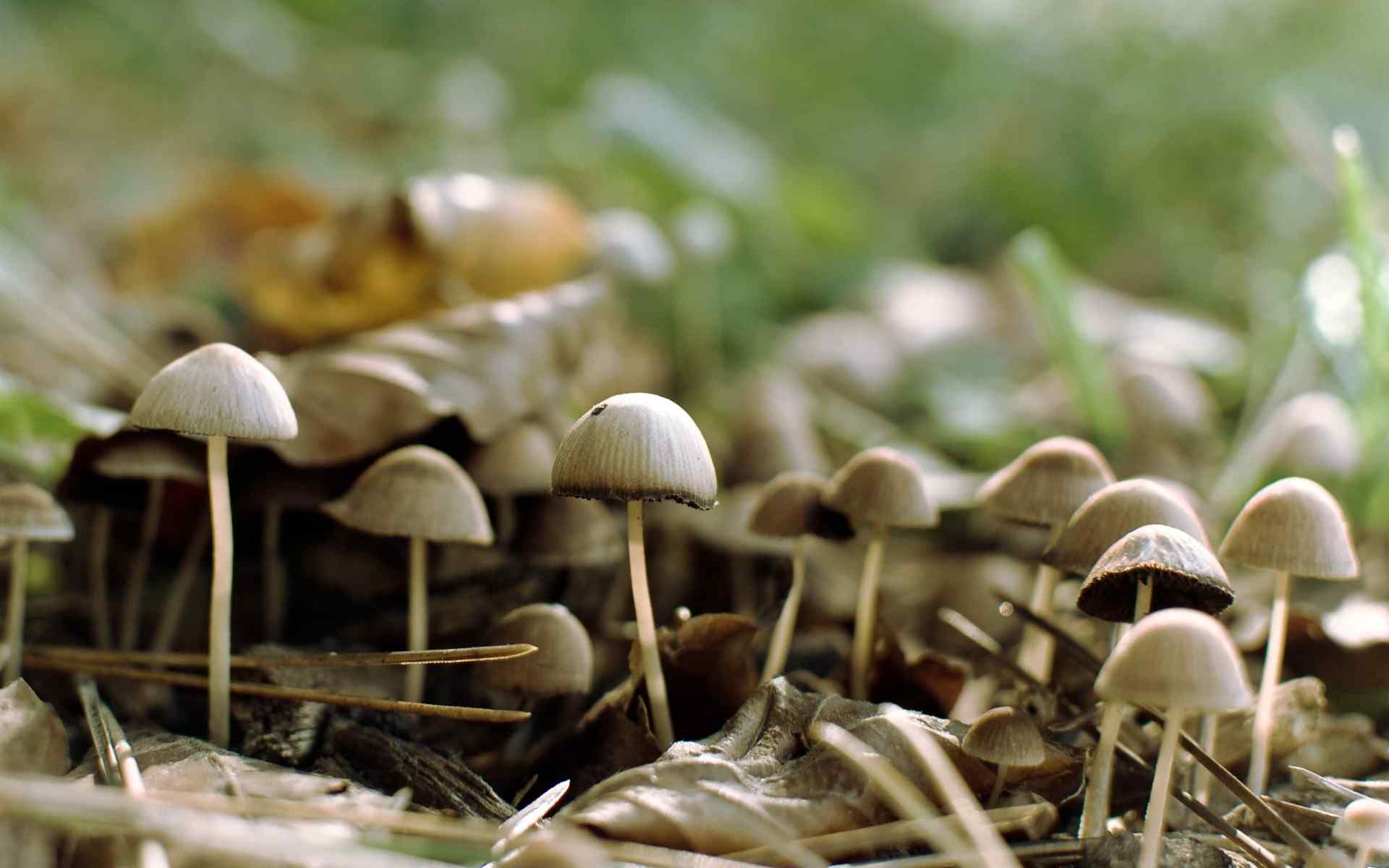 野生菌类蘑菇壁纸_风景_太平洋科技