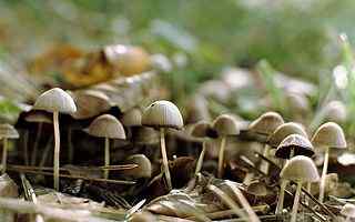 森林野蘑菇摄影壁