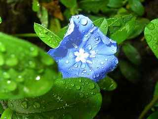 蓝色花朵摄影壁纸