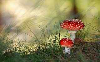 森林蘑菇摄影壁纸
