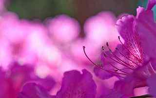 紫色花蕊摄影壁纸