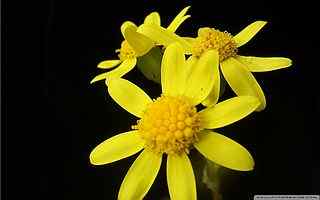 黄色菊花摄影壁纸