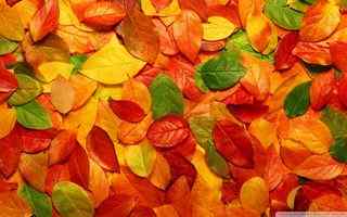 秋季落叶摄影壁纸
