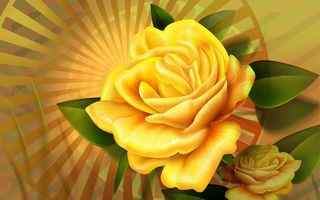 黄色艳丽玫瑰壁纸