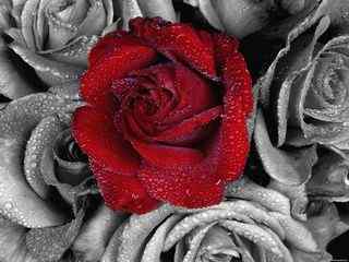 红色玫瑰摄影壁纸