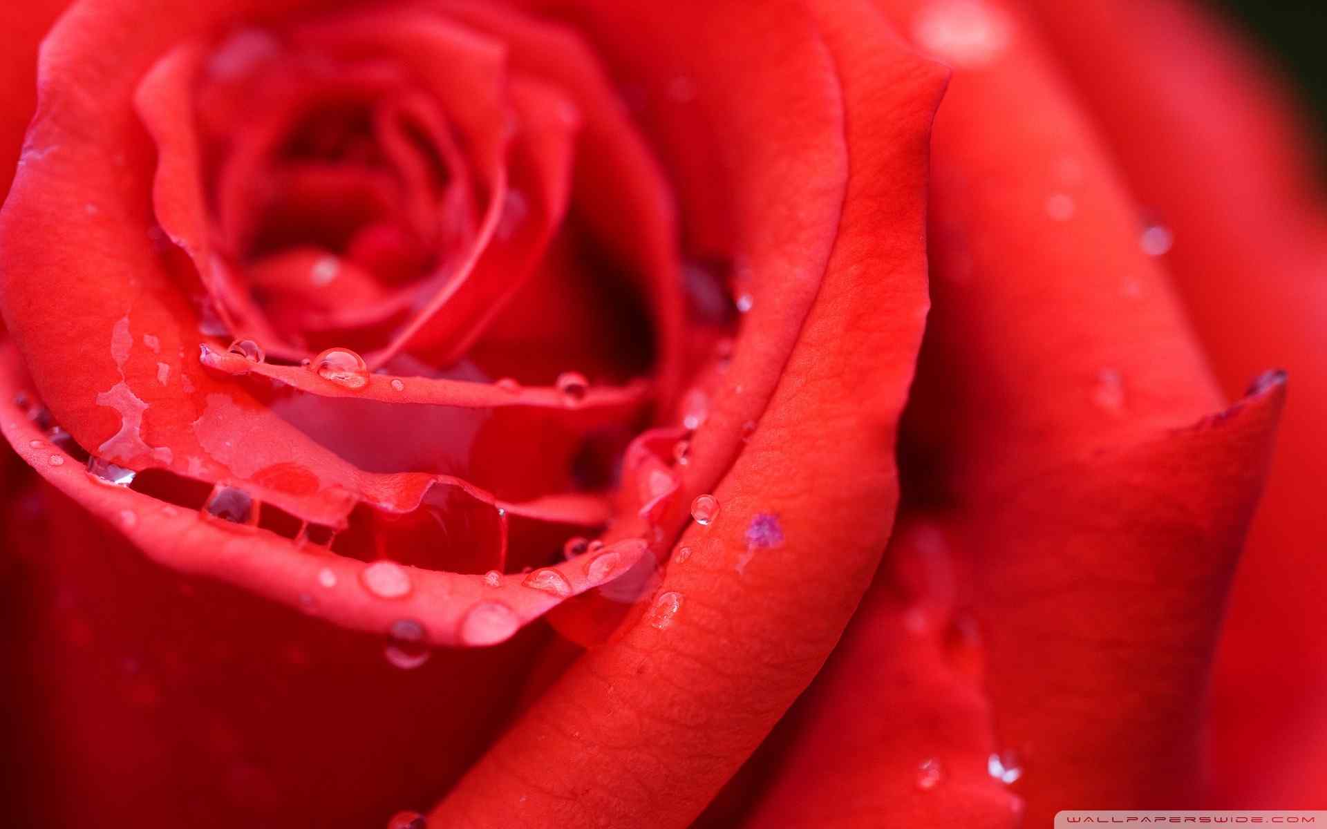 浪漫玫瑰桌面壁纸