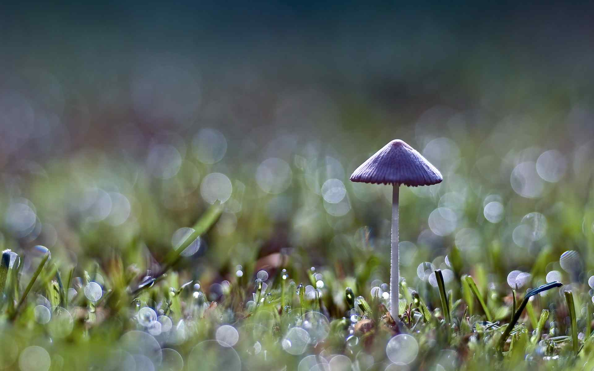 野蘑菇摄影壁纸