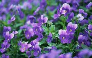 紫色花朵摄影壁纸
