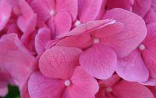 粉色花瓣艺术桌面
