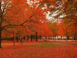 红色枫树林风景壁纸