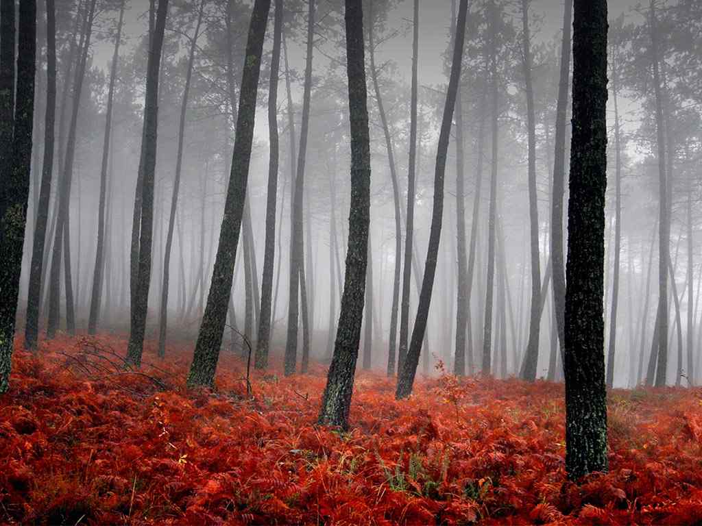 雾霭笼罩的森林壁纸