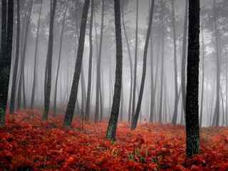 雾霭笼罩的森林壁纸