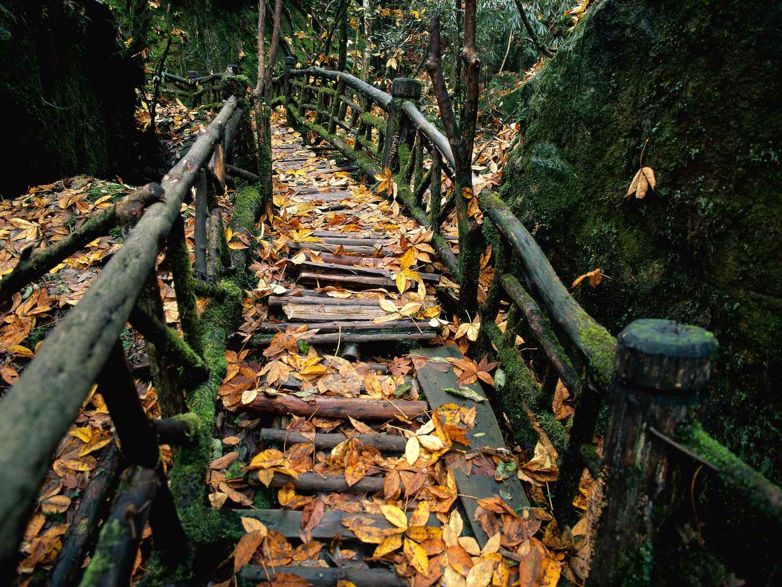 秋日木桥风景壁纸