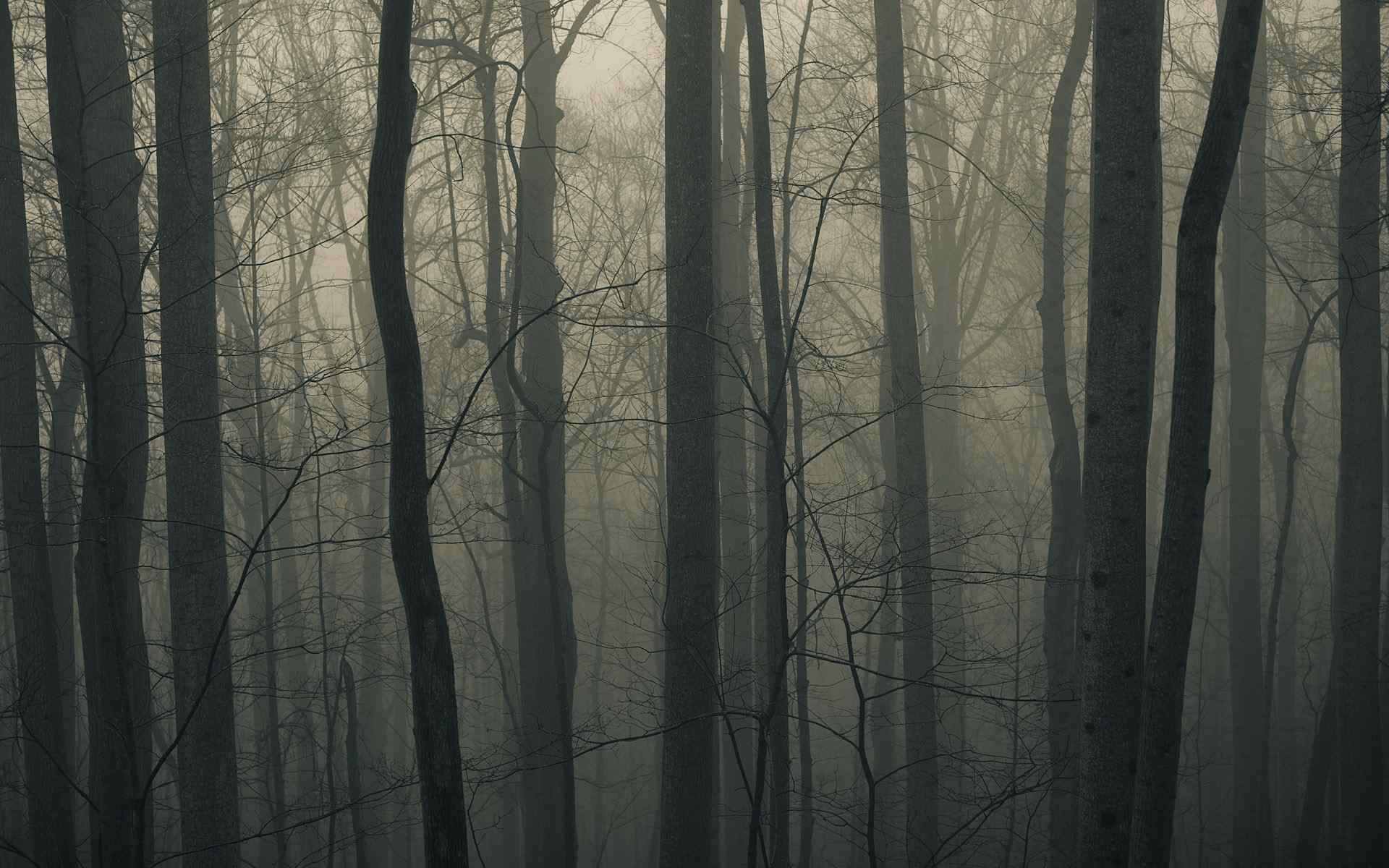 灰色森林风景壁纸