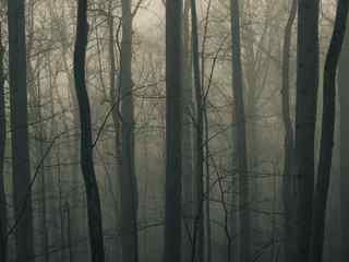 灰色森林风景壁纸
