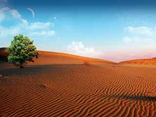 沙漠绿洲风景壁纸
