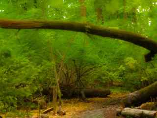 绿色森林风景壁纸