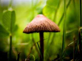 树林蘑菇摄影壁纸