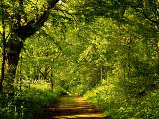 绿色森林高清风景壁纸