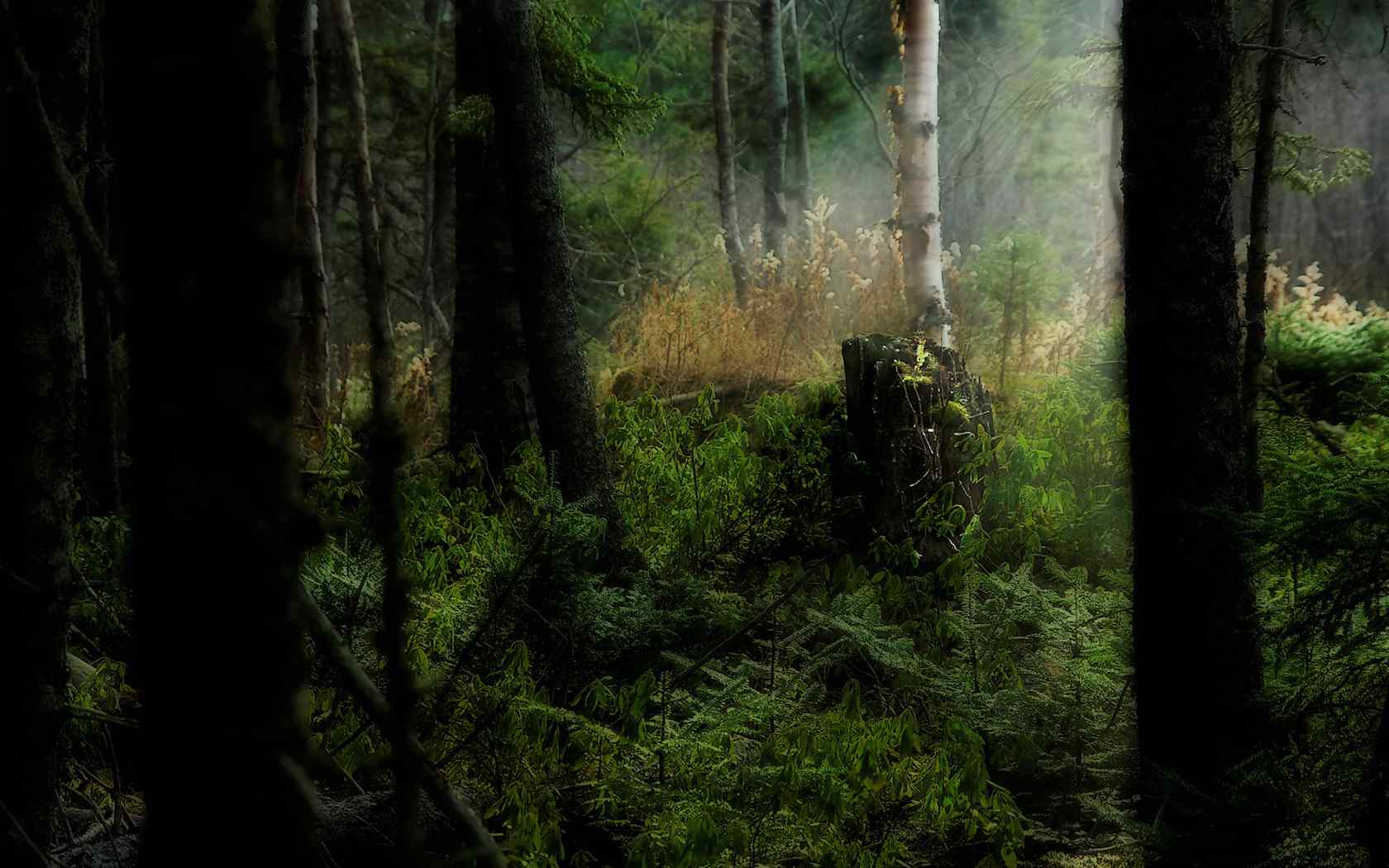 绿色森林高清摄影壁纸