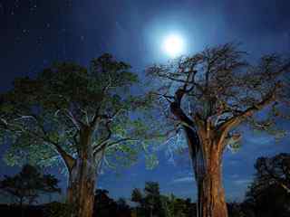 月光树林高清摄影壁纸