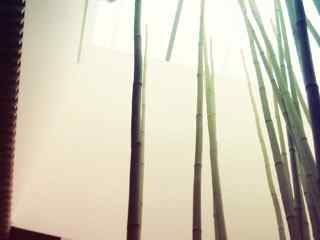 竹子风景摄影壁纸