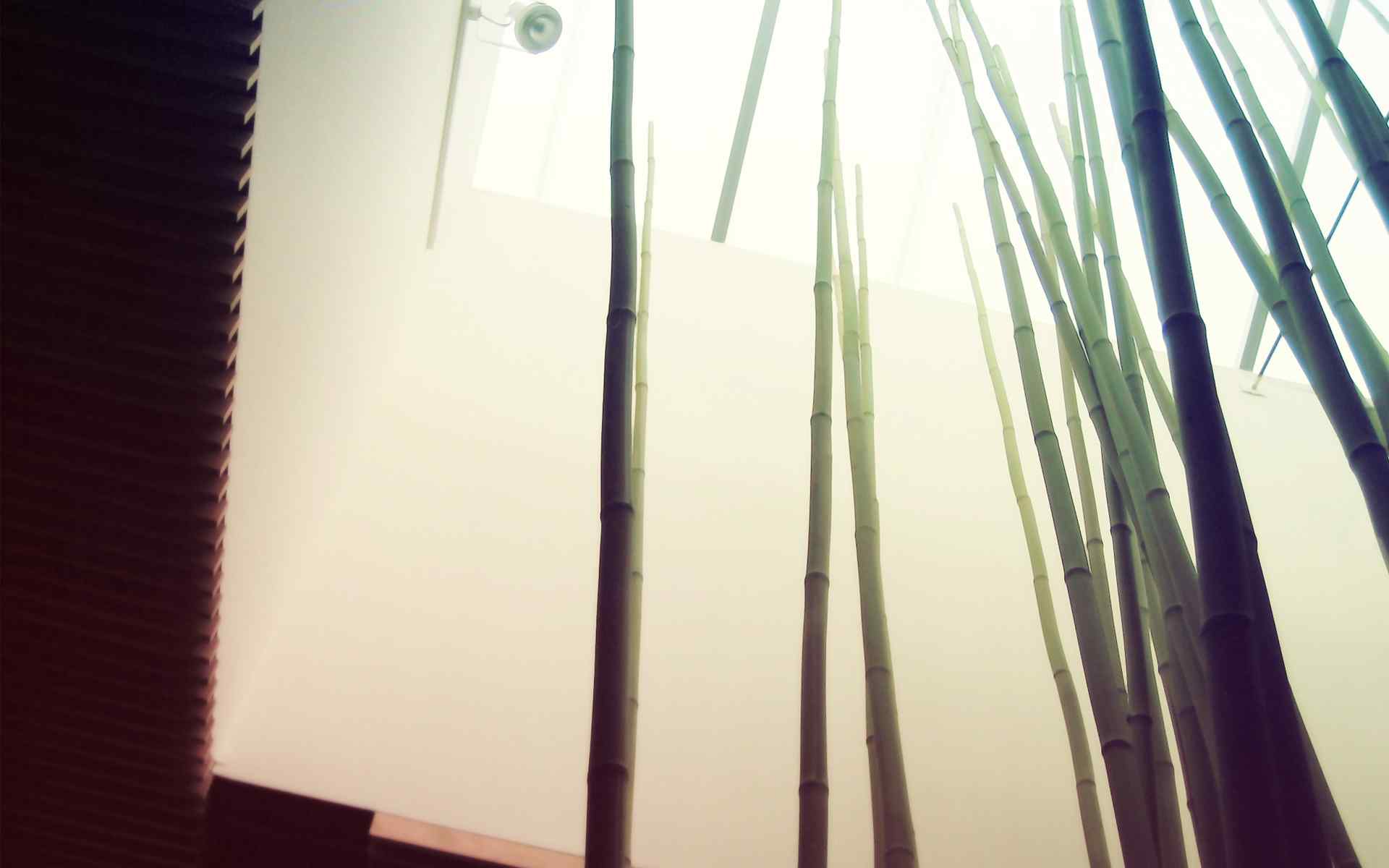 竹子风景摄影壁纸