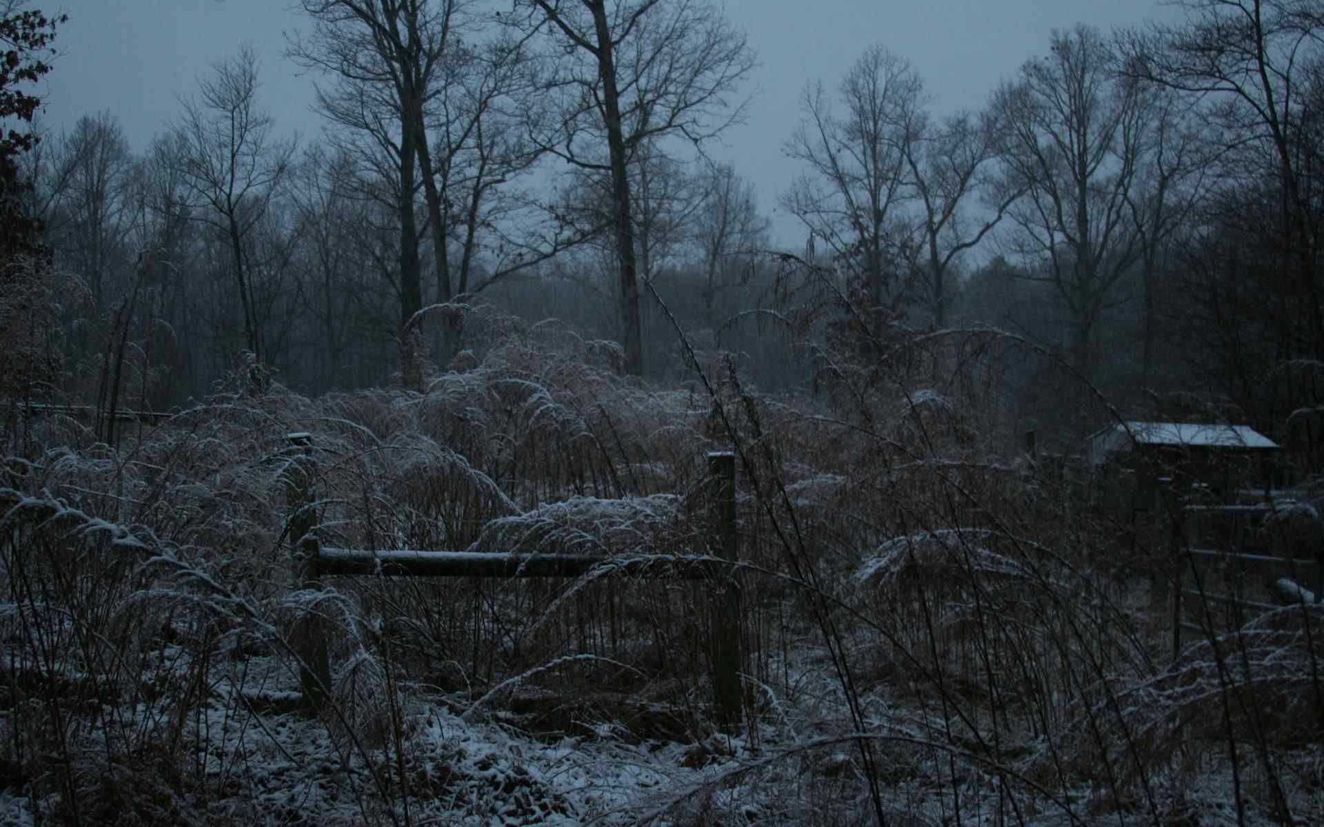 冬季森林风景壁纸