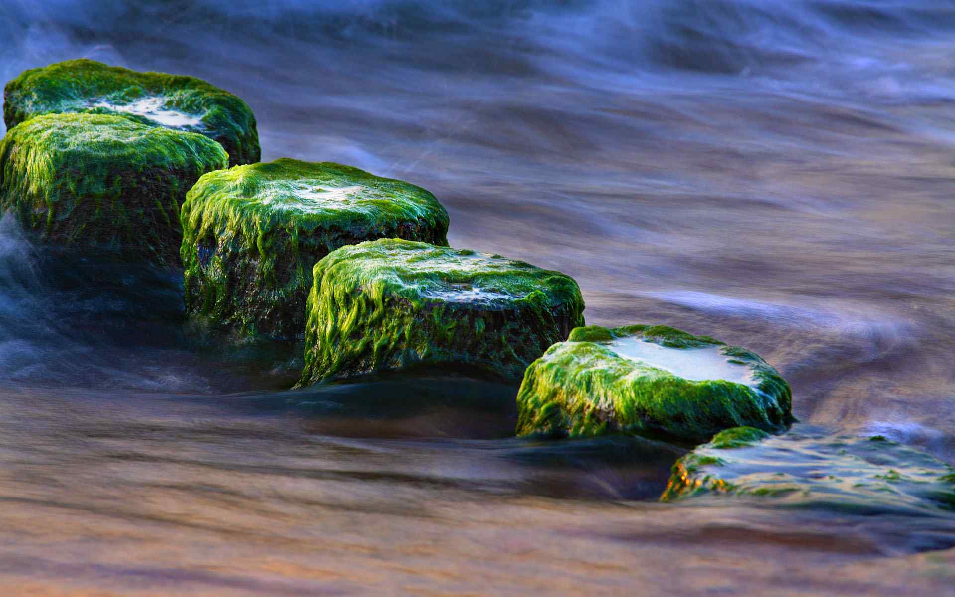 绿色水藻摄影壁纸
