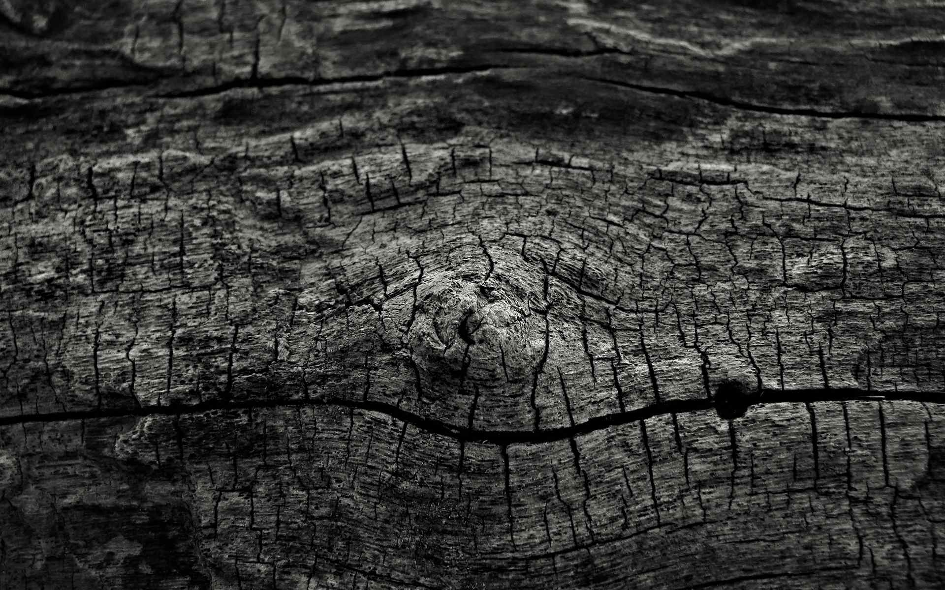 枯树摄影壁纸