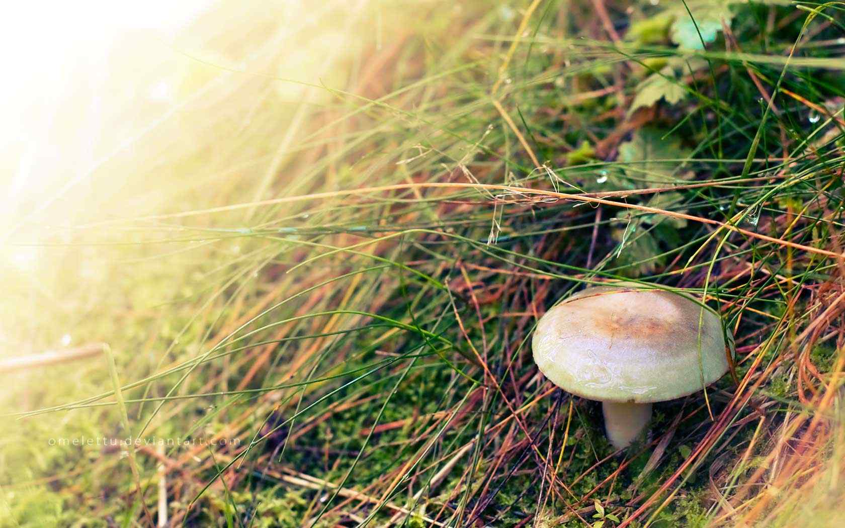 草丛蘑菇摄影壁纸