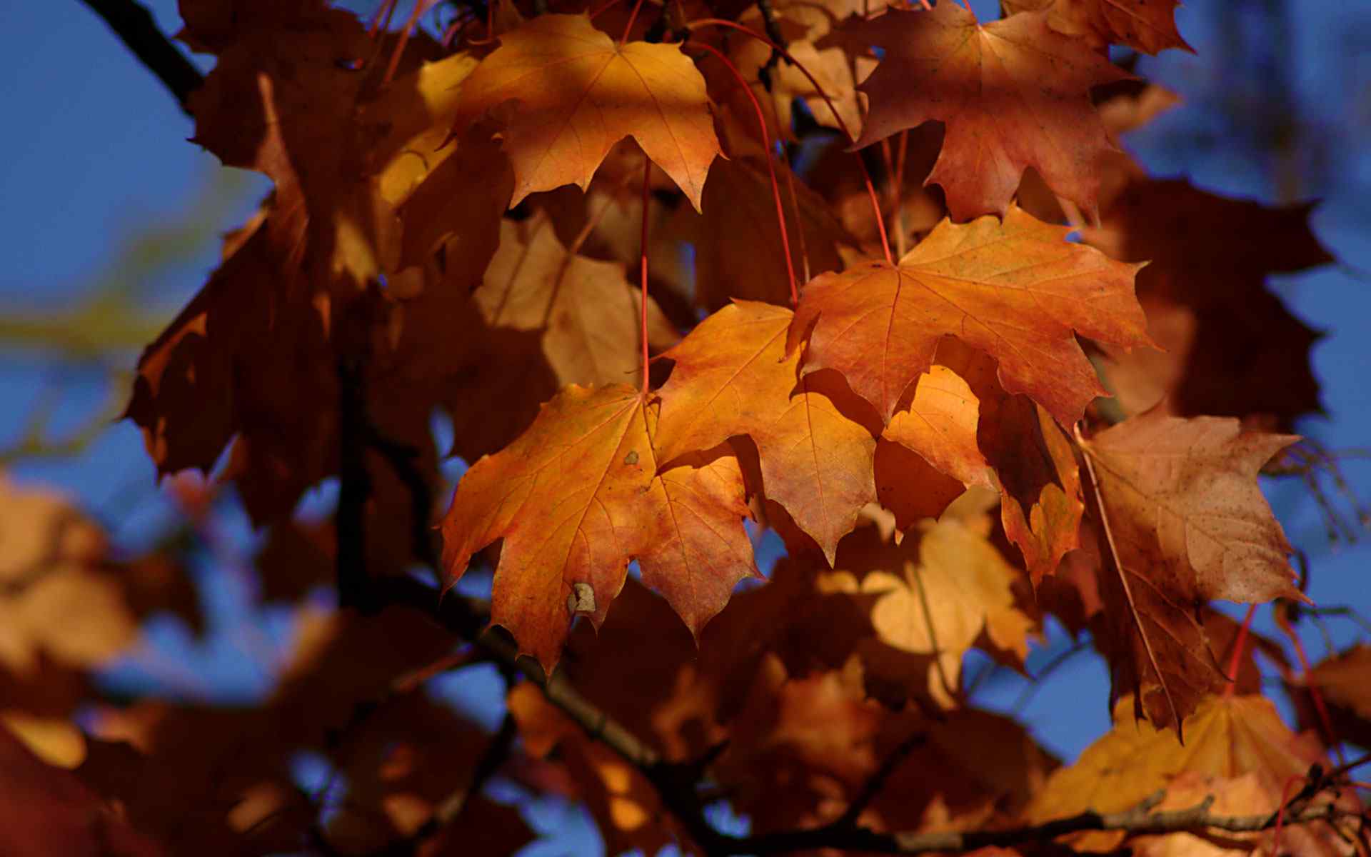 秋季树叶壁纸