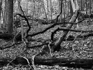 灰色调树林摄影壁纸